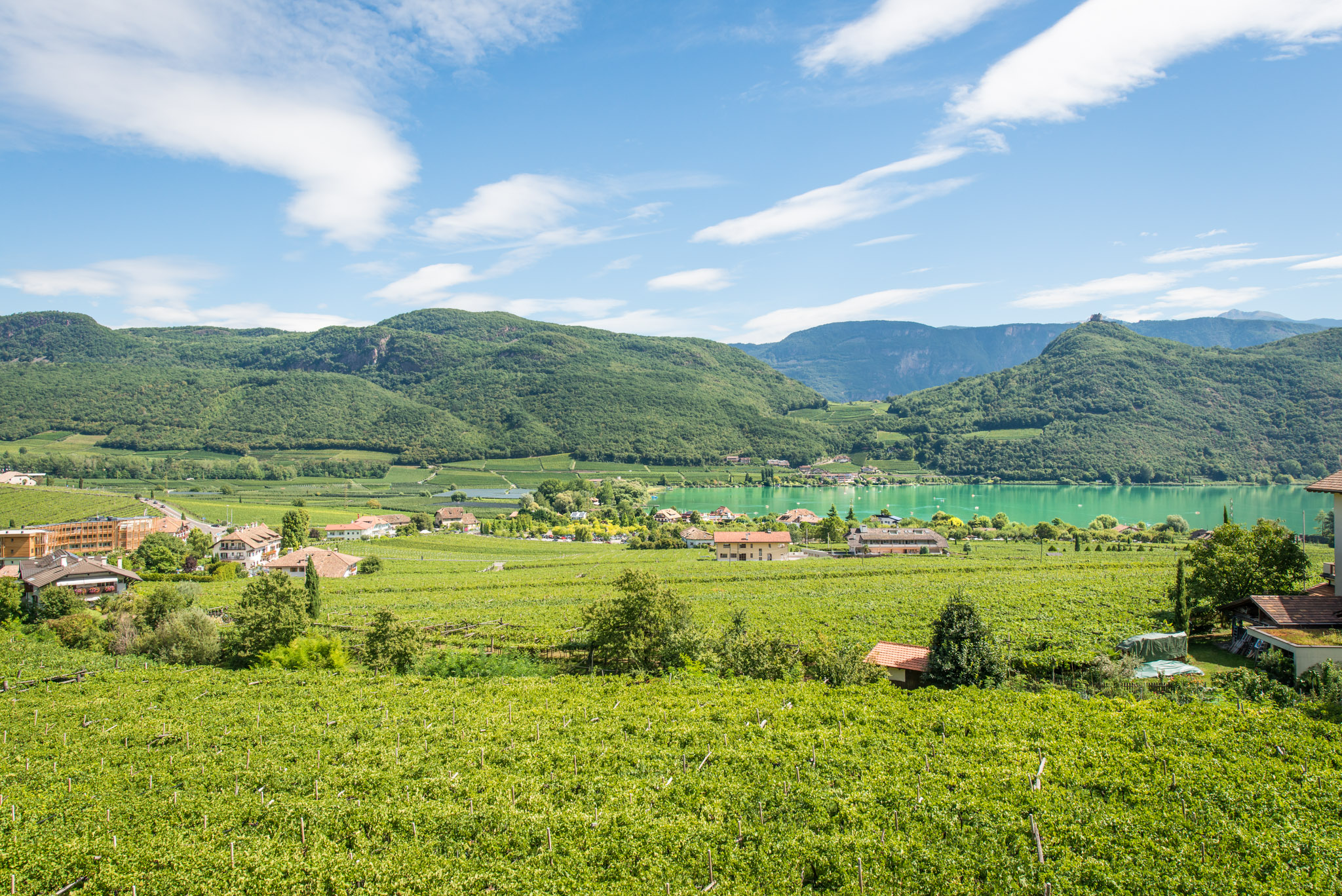Weintrauben